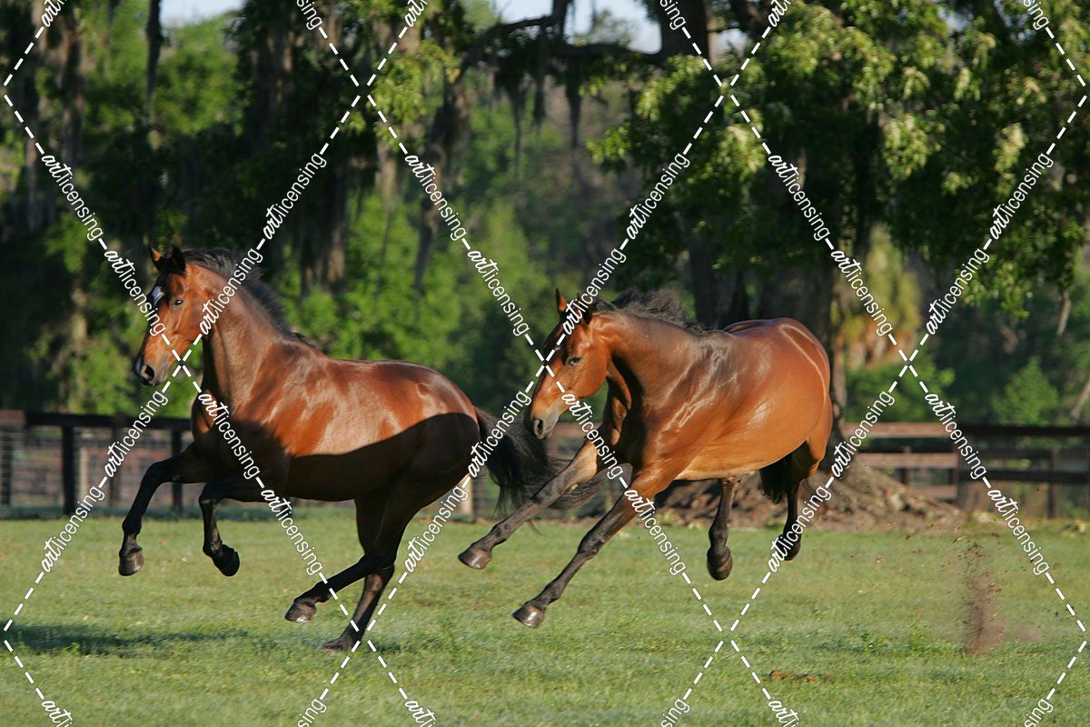 JQ4P0081 Canadian Sport Horses – Holiday 3E & High Star 3E – Kingridge Stables, FL