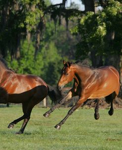 JQ4P0081 Canadian Sport Horses – Holiday 3E & High Star 3E – Kingridge Stables, FL