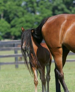 MD3P3086 Morgan Foal Taking Shade, Saralin Farm, KY