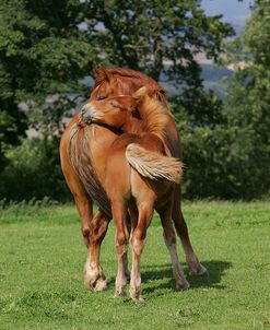 MD3P9790 Suffolk Punch Mare & Foal Behaviour, Holbeache Farm, UK