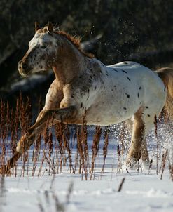 MI9E9601 Appaloosa – Peach – Castlemore Appaloosas, Colorado