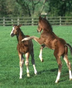 PIC6272 Behaviour, Warmblood Foals Playing, Broadstone Stud, UK