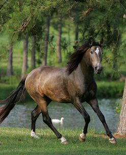 JQ4P0237 Buckskin Lusitano – Bossanova – Owls Nest Farm, TX