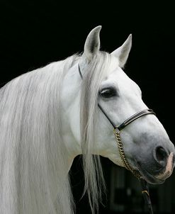 JQ4P1281 Andalucian Stallion – Santiago – Rothrock Andalucians, IL