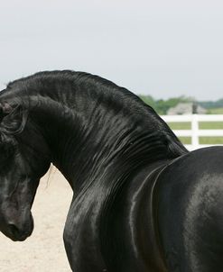 JQ4P1398 Andalucian Stallion – Fandango – Rothrock Andalucians, IL