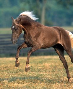 PIC6381 Rocky Mountain Horse – No More Mr. Nice Guy – Owned By Tom Miller, MI