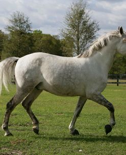 XR9C0035 Lusitano – Tonus – Owned By Susan McCoy, Saddlebrook Equestrian Park, FL