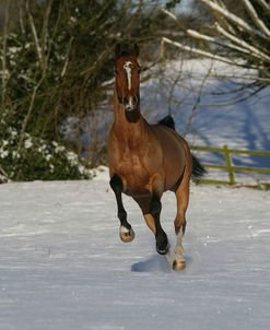 XR9C1716 Sport Horse – Pro – Motion – Owned By M. Schleicher & Meadow Stud, UK