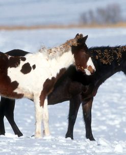 PIC6362 Burrs In Mane & Tail, Paint & Quarter Horse Pony In The Snow, Bell Tower Ranch, Colorado