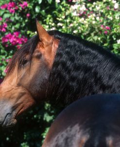 PIC6363 Lusitano Stallion – Quinio – Interagro, Brazil