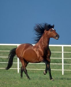 PIC6369 Andalucian Stallion – Dadivoso – Herradura Andalucians, TX