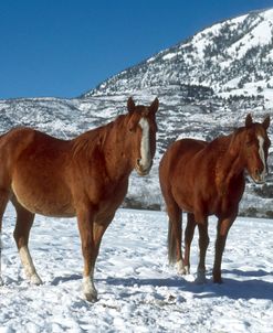 PIC6379 Equus In The Snow