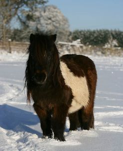 XR9C2090 Shetland In The Snow, Ullenwood Manor, UK