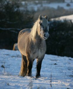 XR9C2223 Highland In The Snow, Nashend Stud, UK