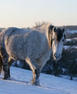 XR9C2238 Highland In The Snow, Nashend Stud, UK