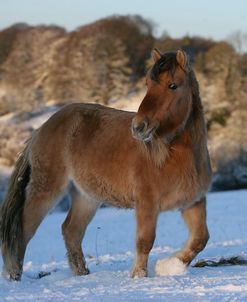 XR9C2260 Highland In The Snow, Nashend Stud, UK