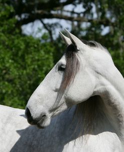 XR9C2445 Andalucian – Lazaro – Caballos De Los Christiani, FL