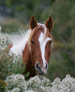 XR9C2563 Chincoteague Pony, Virginia, USA