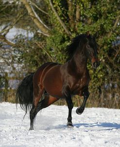 XR9C1861 Andalucian Stallion – Enjambre – Owned By T. Rowles, UK