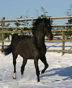 XR9C1987 Holstein Stallion – Landtanzer – Owned By Sharon Baldwin, UK