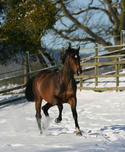 XR9C2004 Holstein Stallion – Cash Point – (By Com Air) Owned By Robert Smith & Sharon Baldwin, UK