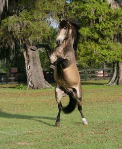 XR9C2046 Rearing Buckskin Lusitano Stallion – Veneno Imperial – Shangrila Farm, FL