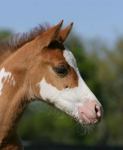 XR9C3200 Paint Foal, Delclare Quarter Horses, FL