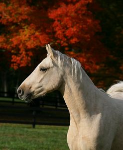 XR9C3236 German Riding Pony, Canaan Ranch, VA