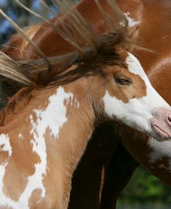 XR9C3276 Paint Foal, Delclare Quarter Horses, FL