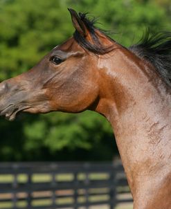 XR9C3781 Arab Youngster – Katie – Fantazia Arabians, FL