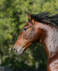 XR9C2710 Andalucian Stallion – Jalifa – Caballos De Los Christiani, FL