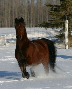 XR9C2909 Morgan – Celtic Rose Torgaid – Dawnville Farms In The Snow, AB