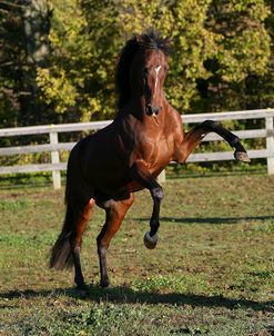 XR9C2948 Rearing Oldenburg – Boxter S – The Bryan Center, MD