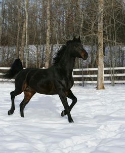 XR9C4077 Oldenburg Stallion – Lampion – In Snow, Meadowview Trakehners, AB