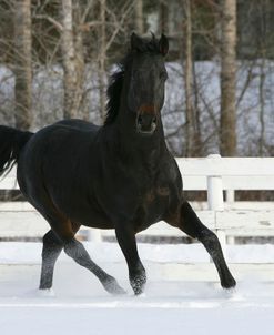 XR9C4166 Oldenburg Stallion – Lampion – In Snow, Meadowview Trakehners, AB