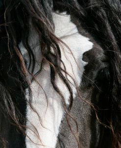 XR9C7491 Gypsy Vanner Eye, WR Ranch, FL