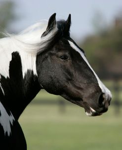 XR9C7943 Gypsy Vanner, WR Ranch, FL