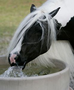 XR9C7951 Gypsy Vanner Drinking, WR Ranch, FL