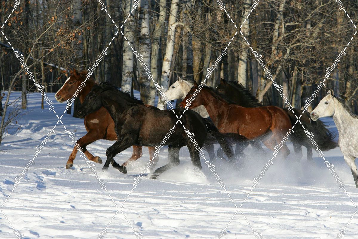 XR9C3835 Trakehner Youngstock In Snow, Meadowview Trakehners, AB