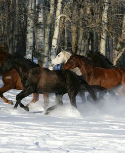 XR9C3835 Trakehner Youngstock In Snow, Meadowview Trakehners, AB