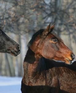 XR9C3992 Trakehner Youngstock In Snow, Meadowview Trakehners, AB