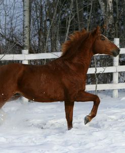 XR9C4031 Trakehner Stallion – Paascha MV – In Snow, Meadowview Trakehners, AB