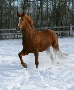 XR9C4063 Trakehner Stallion – Paascha MV – In Snow, Meadowview Trakehners, AB