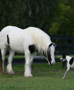 XR9C9687 Gypsy Vanner & Dog, Gypsy Gold, FL