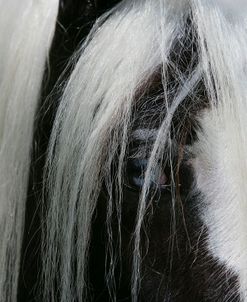 XR9C9841 Gypsy Vanner Eye, Gypsy Gold, FL