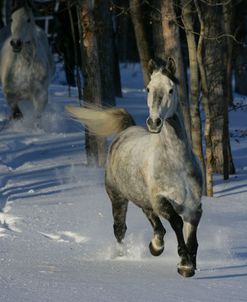 ZS9M5831 Trakehner In Snow, Meadowview Trakehners, AB