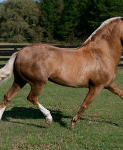 XR9C8432 Paso Fino Stallion – Bolero De Sierra Morena – Wildflower Paso Fino, FL