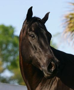 XR9C8591 Quarter Horse – TNT Tinker Belle – Owned By Jamie Miller, Hacienda Del Zoro, FL