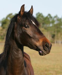 XR9C8640 Paso Fino – Agnes – Hacienda Del Zoro, FL