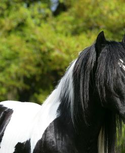 XR9C9639 Gypsy Vanner, Gypsy Gold, FL